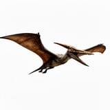 Pteranodon